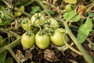 Unripe tomatoes on a branch