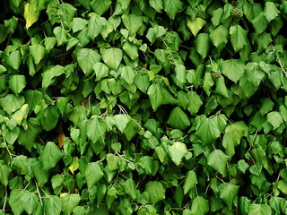 green leaves background