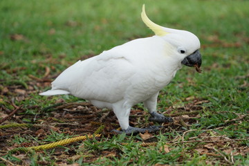 White cocky / cockatoo eating somethig on green grass