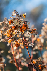 Hortensienblüte im Herbst
