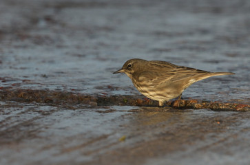 	 A pretty Rock Pipit (Anthus petrosus) searching for food on the shores of the Moray Firth in north east Scotland.	