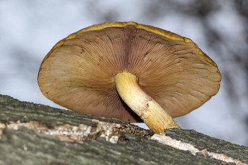 A pretty Golden scalycap fungus (Pholiota aurivella) growing from a decaying tree in a forest in the UK.