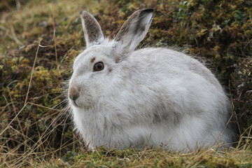 A magnificent Mountain Hare (Lepus timidus) in its winter white coat high in the Scottish mountains.	