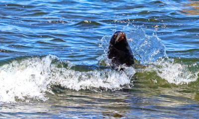 Obraz premium splashing water collar for a sea lion