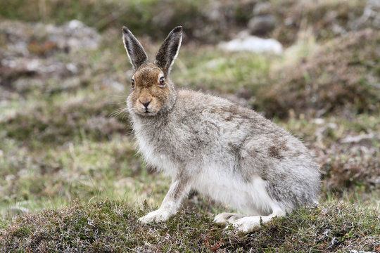 A magnificent Mountain Hare (Lepus timidus) in the highlands of Scotland in its brown summer coat.