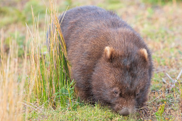 Wombat running through the grassland at Wilsons Promontory national park, Victoria, Australia