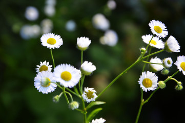 field of daisies