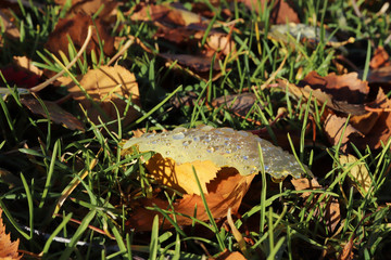 hine of the sun in dew drops on autumn leaves.