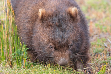 Wombat running through the grassland at Wilsons Promontory national park, Victoria, Australia
