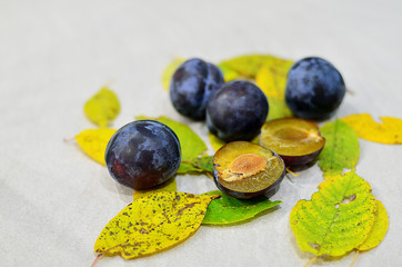 Matte plum in autumn leaves of trees. Plum on the background of yellow leaves. Autumn fruits. Autumn time. Purple plum. Garden fruits.