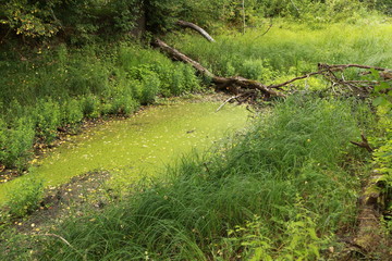 Summer forest. Pond overgrown with algae.