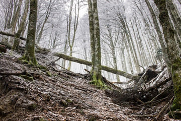 autumn winter colors in the woodlands