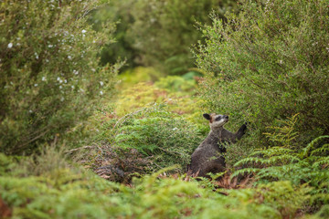 A swamp wallaby feeds on the local vegetation in Wilsons Promontory national park, Victoria, Australia