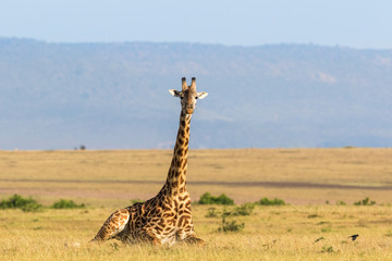 Giraffe lying down on the savanna