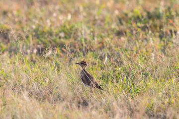 Somali courser standing in the grass