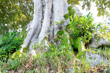 Fototapeta premium Eucalyptus tree roots with green grass around it