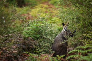 A swamp wallaby feeds on the local vegetation in Wilsons Promontory national park, Victoria,...