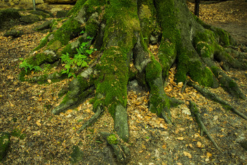 close up of old tree roots with green moss in forest 