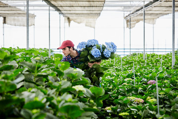 Florist Examining Plants While Holding Hydrangeas