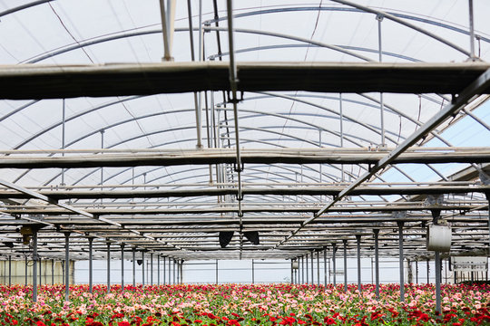 Roof Above Gerbera Daisies In Greenhouse