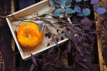 From above shot of wooden box with little pumpkin and eucalyptus branch