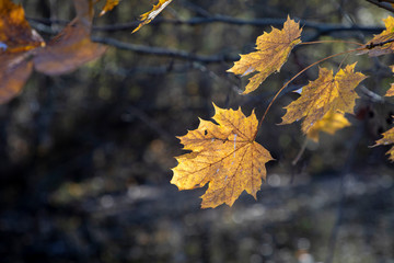 autumnal colored leaves