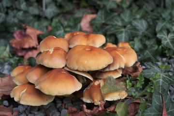Forest mushrooms in autumn, close up Armillaria mellea  