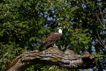 An Osprey sits perched on a tree. These large hawks will completely submerge themselves in bodies of water in order to catch fish.
