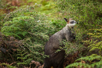 A swamp wallaby feeds on the local vegetation in Wilsons Promontory national park, Victoria, Australia