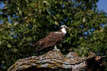 An Osprey sits perched on a tree. These large hawks will completely submerge themselves in bodies of water in order to catch fish.