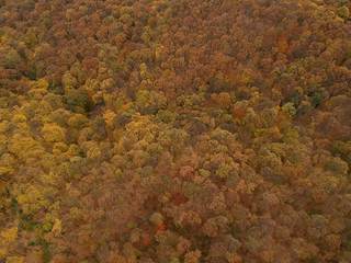 Aerial view at the autumn forest