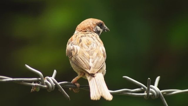 Philippine Maya or Eurasian Tree Sparrow or Passer montanus perch on barbed wire