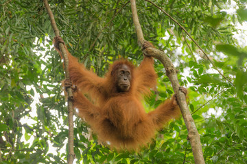 Orang Utan im Baum