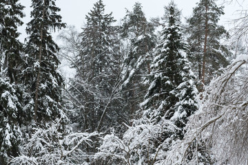 Winter forest landscape. Green spruce covered with snow.