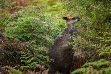 A swamp wallaby feeds on the local vegetation in Wilsons Promontory national park, Victoria, Australia