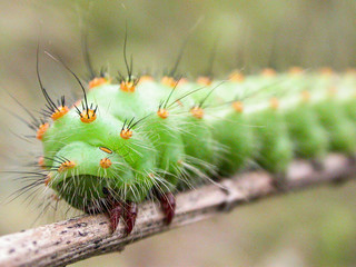 green caterpillar bug
