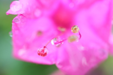 雨上がりの水滴が光る花と葉