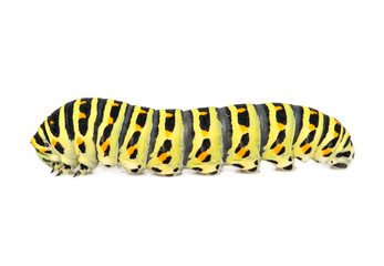 Swallowtail caterpillar isolated