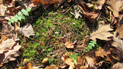 Autumn background with place for text. autumn leaves on grass