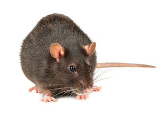 Grey rat isolated