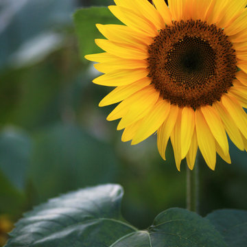 Close Up Of A Vibrant Yellow Sunflower In Evening Light