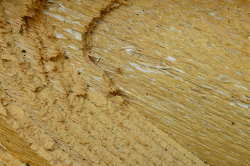 Nature background the spruce wood rough texture of the fracture of a tree trunk