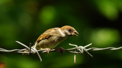 Philippine Maya or Eurasian Tree Sparrow or Passer montanus perch on barbed wire
