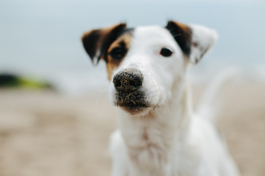 dog snout with sand