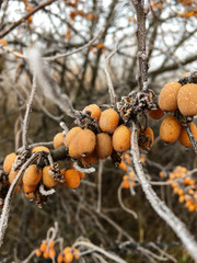 frozen berries of sea-buckthorn