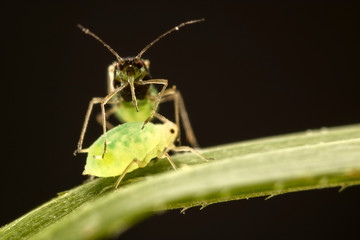 Aphids at high magnification