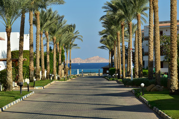 Alley of palm trees. Red sea. Tiran Island