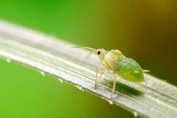 Aphid infestation on plant
