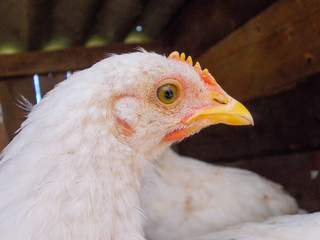 Close-up shot of chicken head