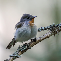 Red-breasted Flycatcher